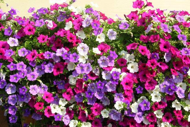 Climbing Petunia Mixed Colors 100 seeds. - Vesta Market