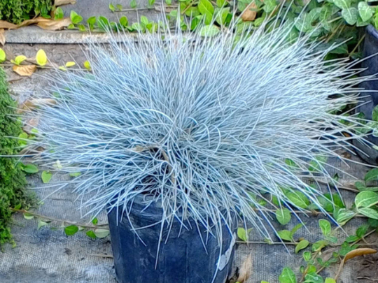 Blue Fescue Grass Blue 50 seeds - Vesta Market
