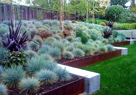 Blue Fescue Grass Blue 50 seeds - Vesta Market