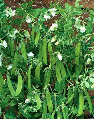 15 grams Organic Seeds Norli Snow Peas - Vesta Market