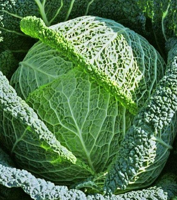 Vertus 2 Cabbage 200 seeds Vesta Market