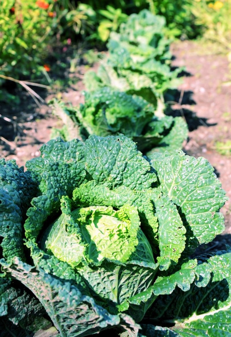 Vertus 2 Cabbage 200 seeds Vesta Market