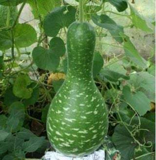 Gourd Unique 6 seeds - Edible Flowers - Vesta Market