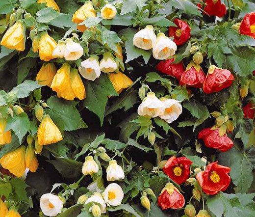 Abutilon Bella Mixed Colors 20 seeds - Vesta Market