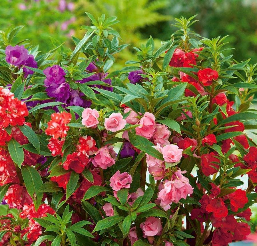 Balsam Dwarf Mixed Colors 50 seeds - Vesta Market