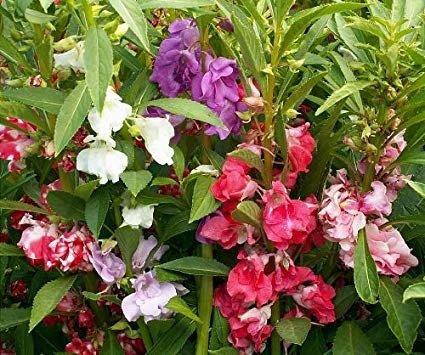 Balsam Dwarf Mixed Colors 50 seeds - Vesta Market