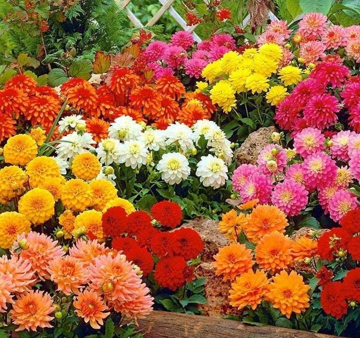 Dahlia Flower Mixed Colors 50 Seeds - Vesta Market