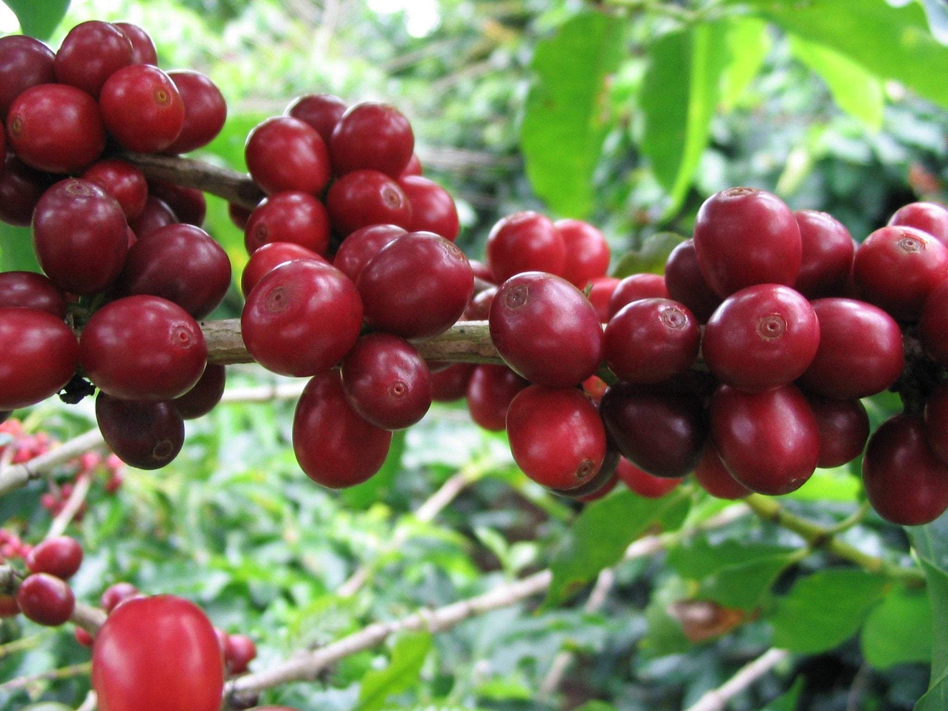 buy coffee plant seeds Arabic Coffee Plant (Coffea arabica) – 20 Premium Coffee Seeds – VestaMarket.pl