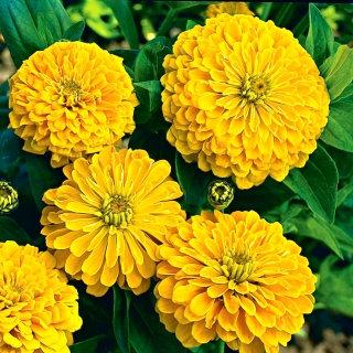 Zinnia Flower Yellow 50 Seeds Vesta Market