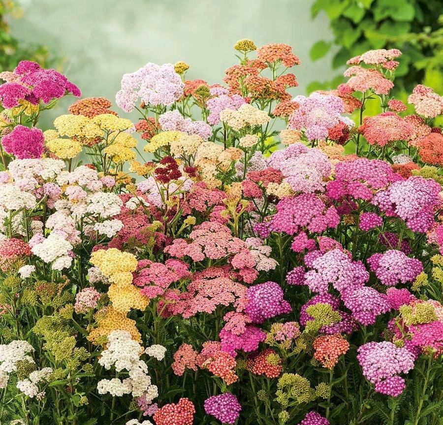 yarrow plant seeds Yarrow Flower (Achillea millefolium) – Mixed Colors – 500 Seeds – Hardy & Beautiful