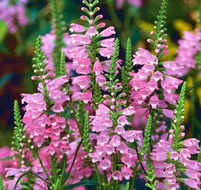 False Dragonhead Flower 20 Seeds - Vesta Market