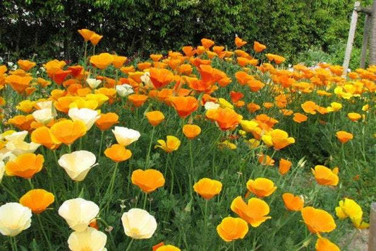 California Poppy 300 seeds - Vesta Market