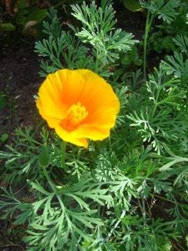 California Poppy 300 seeds - Vesta Market