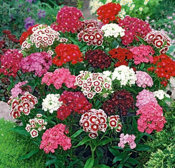 Sweet William Flower Mixed Colors 100 seeds Vesta Market