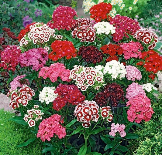 Sweet William Flower Mixed Colors 100 seeds Vesta Market