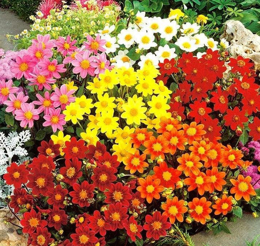 Dahlia Dwarf Miniature Flower 0.5g Mixed Colors - Vesta Market