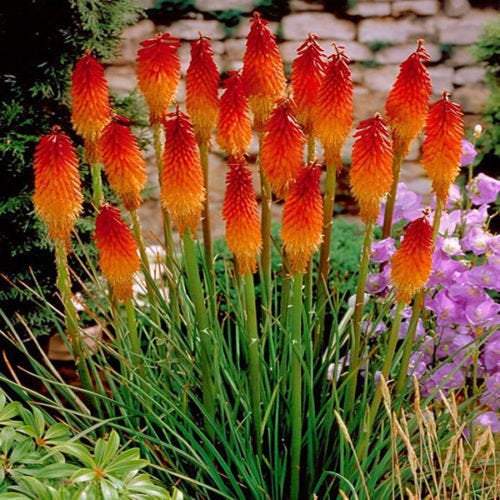 Torch Lily Grape tritium - Red Hot Poker - 30 seeds Vesta Market