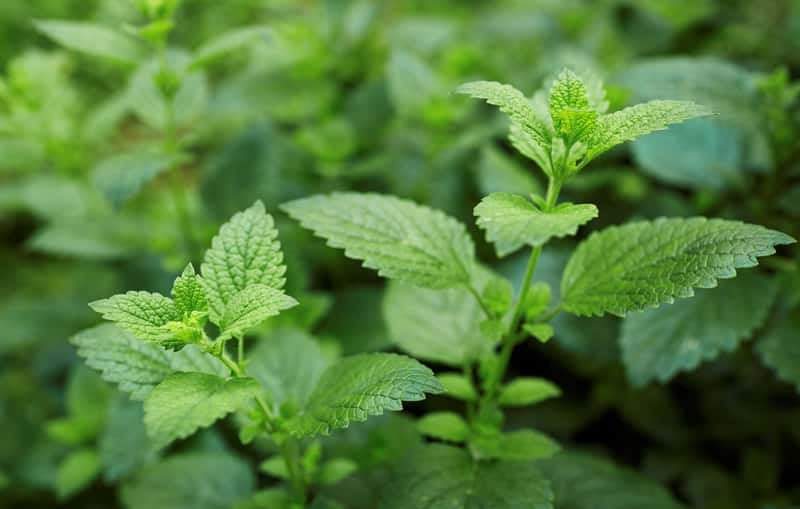 Lemon Balm 100 Seeds - Vesta Market