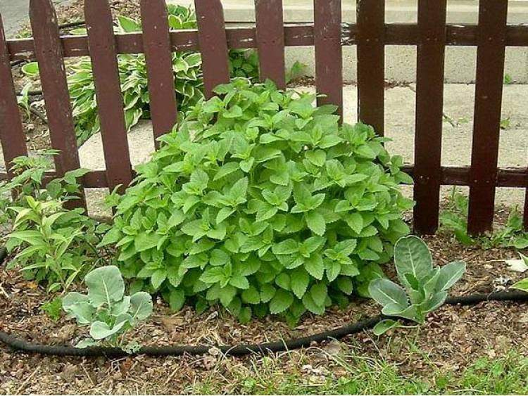 Lemon Balm 100 Seeds - Vesta Market