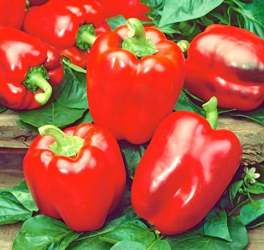 California Wonder Pepper 50 seeds - Vesta Market