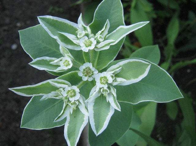 Euphorbia Marginata 10 seeds - Vesta Market