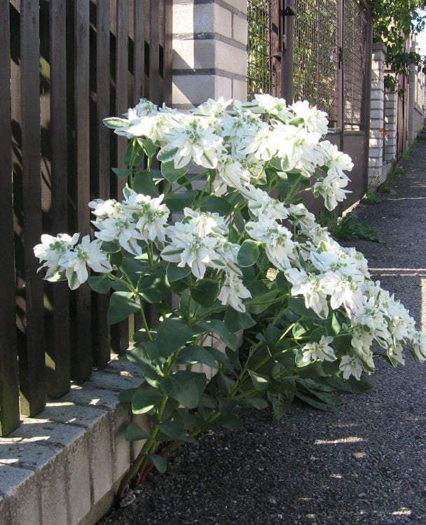 Euphorbia Marginata 10 seeds - Vesta Market