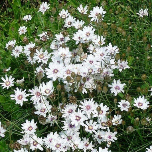 Catananche caerulea Blue and White Seeds - Vesta Market