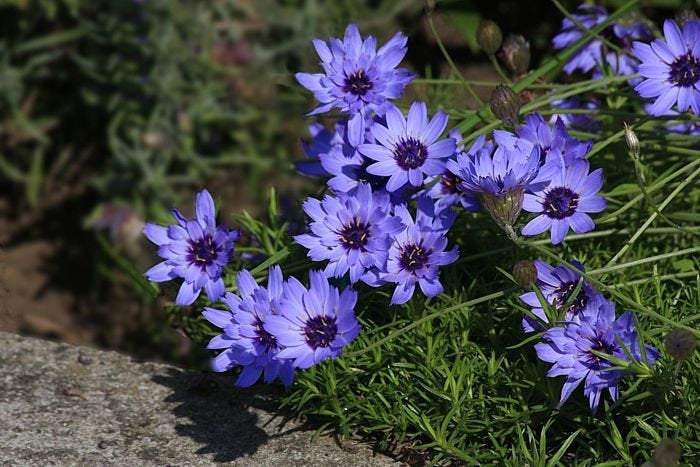 Catananche caerulea Blue and White Seeds - Vesta Market