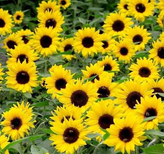 Sunflower Dwarf Bambino 30 seeds Vesta Market