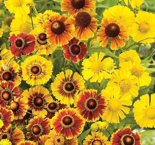 Helen's Flower Mixed Colors 100 seeds - Vesta Market