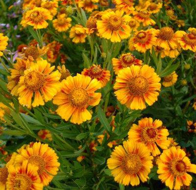 Helen's Flower Mixed Colors 100 seeds - Vesta Market