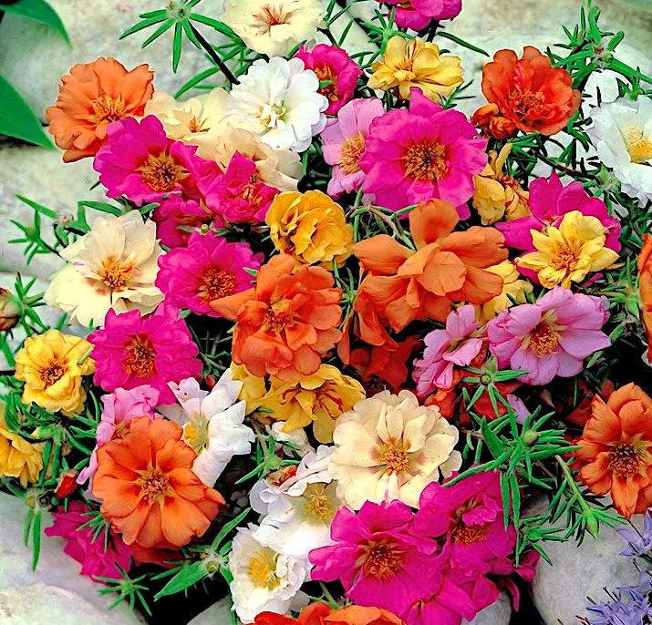 Large-flowered Moss Rose Mixed color 300 seeds - Vesta Market