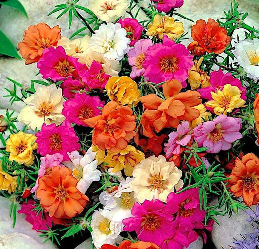 Large-flowered Moss Rose Mixed color 300 seeds - Vesta Market