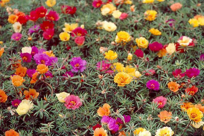 Large-flowered Moss Rose Mixed color 300 seeds - Vesta Market