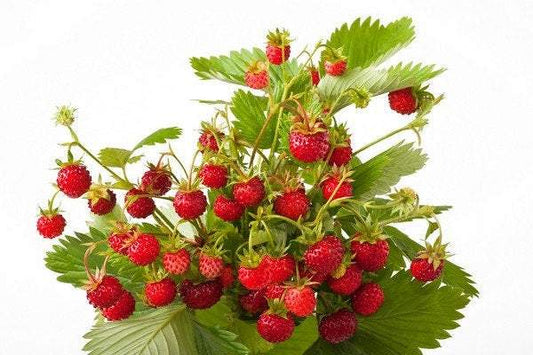 Wild Strawberry Baron von Solemacher 200 Seeds Vesta Market