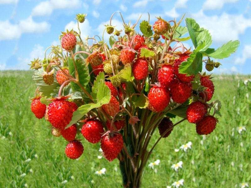baron von solemacher strawberry seeds Wild Strawberry Baron von Solemacher 200 Seeds