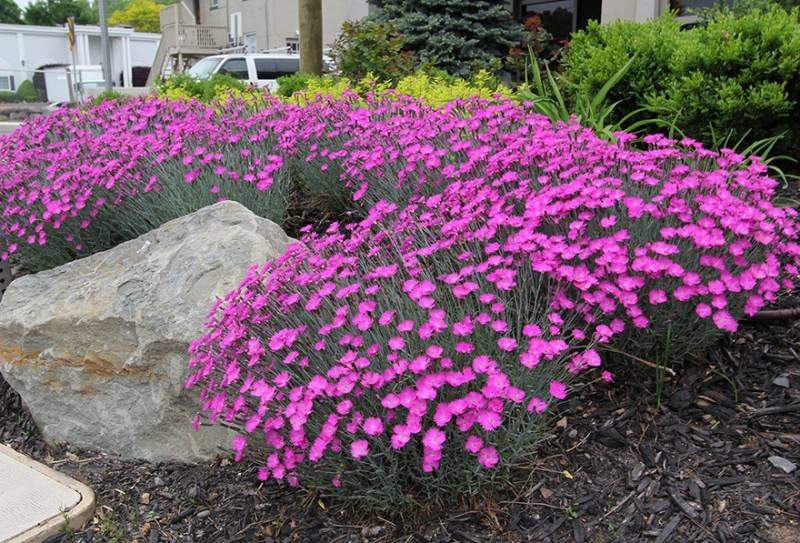 Cheddar Pink Flower 50 Seeds - Vesta Market