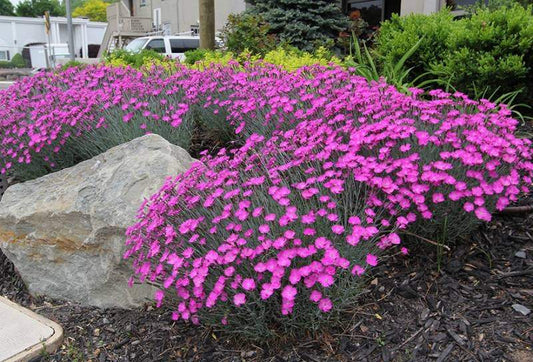 Cheddar Pink Flower 50 Seeds - Vesta Market