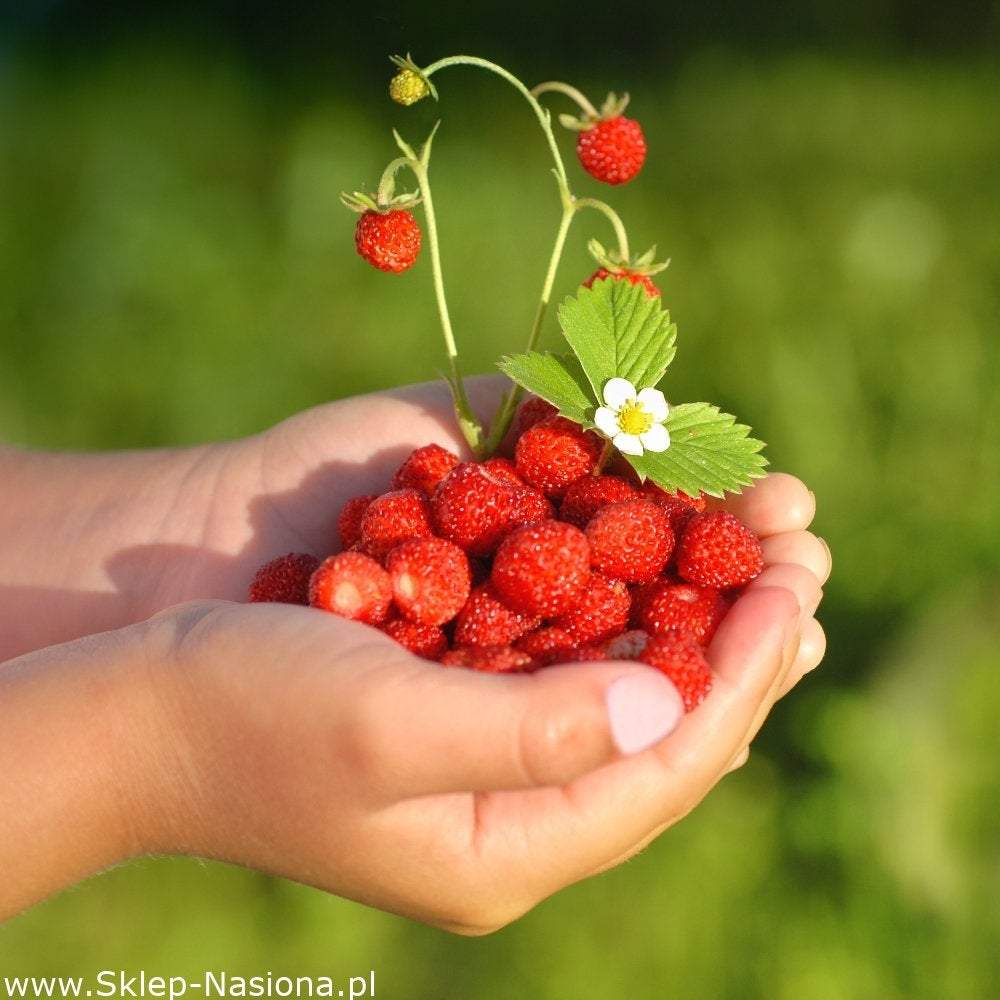 Wild Strawberry Rügen – Very Fertile Fruits – Fragaria vesca – 100 Seeds