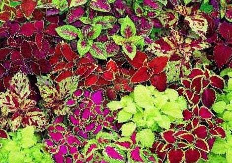 Coleus Rainbow Mixture 50 Seeds - Vesta Market