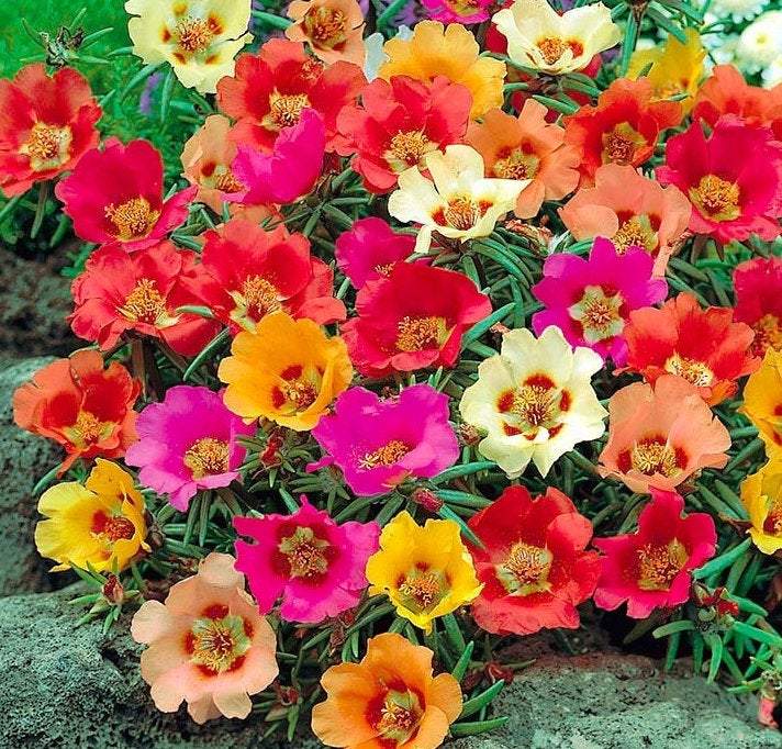 Moss Rose Mix Colors 300 seeds - Vesta Market
