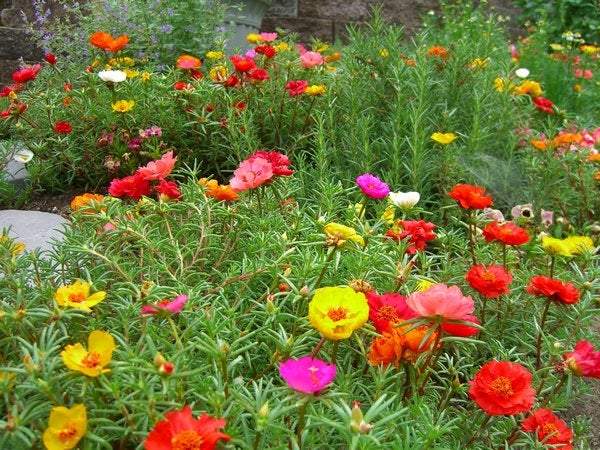 Moss Rose Mix Colors 300 seeds - Vesta Market