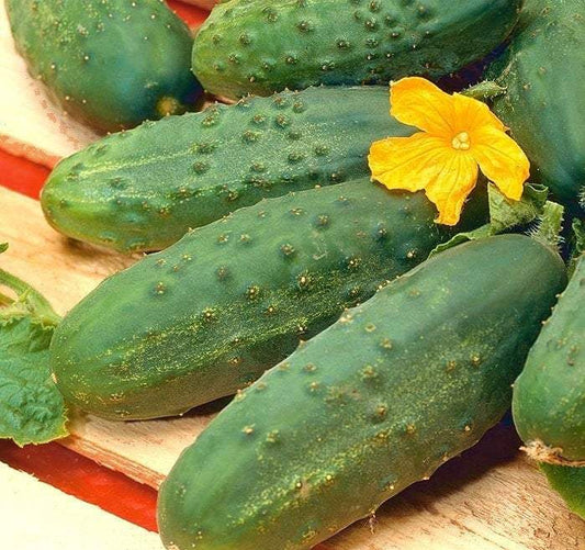 Cucumber Victoria F1 100 Seeds - Vesta Market