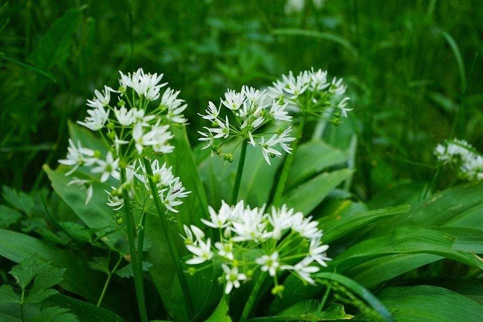 Bear's Garlic Flower 50 seeds - Vesta Market