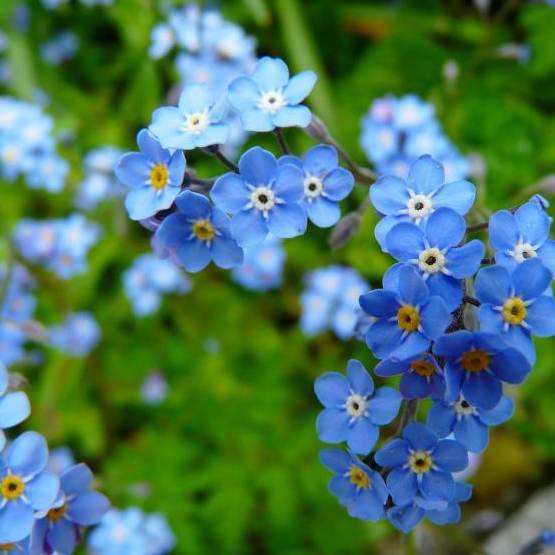 Alpine Forget-Me-Not Flower 500 seeds - Vesta Market
