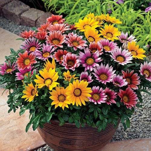 Treasure Flower Mix 100 seeds Vesta Market