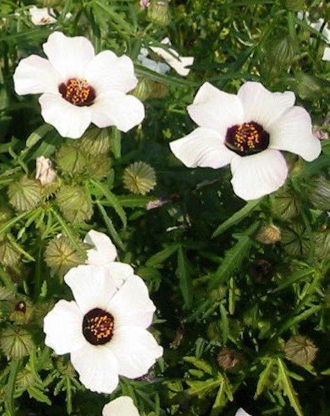 Hibiscus Trionum 100 seeds - Vesta Market