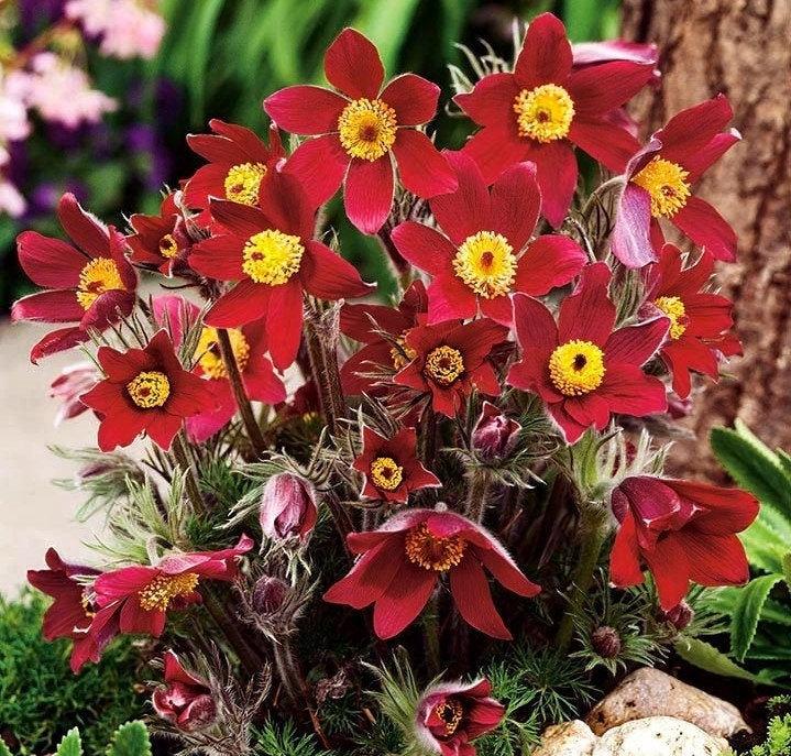 Pasqueflower Red 100 Seeds - Vesta Market