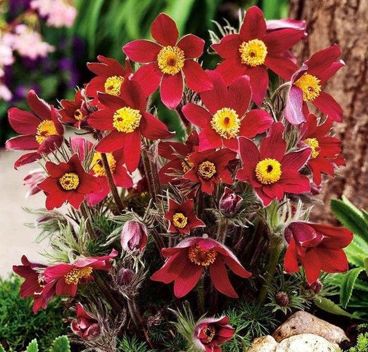 Pasqueflower Red 100 Seeds - Vesta Market