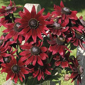 Rudbeckia Cherry Brandy 200 seeds Vesta Market